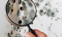 What Causes Mold to Grow?