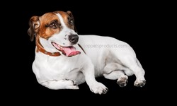 Best Dog Food for Jack Russell - How many times a day should a Jack Russell Eat?