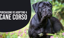 Adopting a King Cane Corso Pup