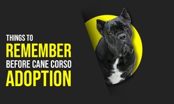 Things to Remember Before Cane Corso Adoption