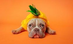 Should we dress our pets or not, and how should we dress them?