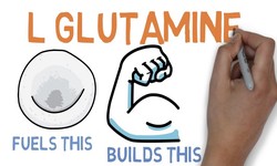 TAKE YOU TO UNDERSTAND THE ROLE OF L GLUTAMINE