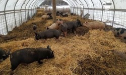 What do I need to pay attention to when using sulfamethoxine in summer pig farms?