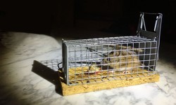 Why Should You Keep Rodents Out Of Your Place?