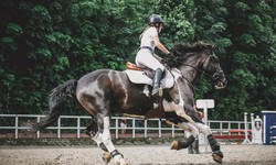Top 5 Horse Gadgets Every Horse Owner Must Have
