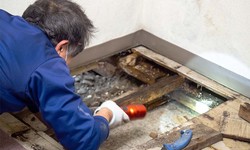 Methods Of Mold Removal