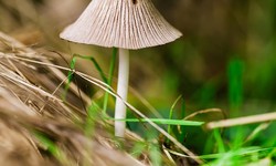 What are the benefits of Chaga mushroom powder?