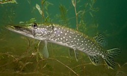 How to Catch a Northern Pike