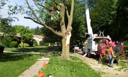 Find Out If You Need To Remove Trees From Your Home