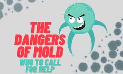 The Dangers of Mold and WhoM to Call for Help