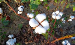 Cotton Cultivation in India with Guidance & Information  