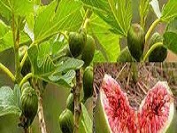 Fig farming in India with complete information