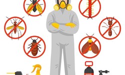 The Best Time of Year to Get Pest Control Services