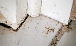 Everything You Need to Know About Infestation Problems in the Modern Age