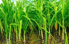 How to use fluorine oil repellent in the lab test for sugarcane food packaging?