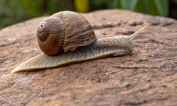 An infestation of giant snails forces an entire Florida county to be quarantined