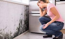 Black Mold Removal - When Do You Need Water Damage Mold Repair?