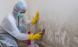 Looking For a Home Remedy to Mold Removal? Check Out These Mold Removal Tips