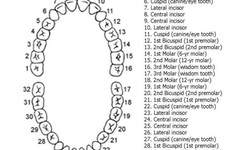 The Importance of Tooth Numbering