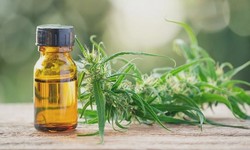 How CBD Oil is Extracted from the Plant