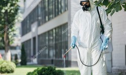 Pest Control Tips for Your Home and Garden
