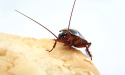 Do Cockroaches Bite Humans and How to Prevent Unwanted Damages?