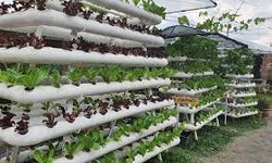 All About Hydroponics