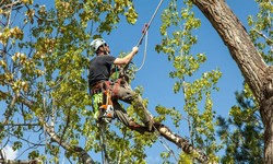 Things To Consider When Selecting A Tree Removal Service