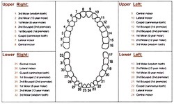 How To Pull A Tooth Using The Universal Tooth Numbering Chart?