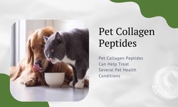 Top 6 Most Essential Benefits of Pet Collagen