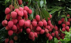 Information Related to Litchi Cultivation in India