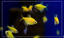 7 Vibrant Small Yellow Aquarium Fish Species