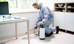The 5 Worst Pest Control Tips for Your Home