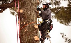 The Dangers of DIY Tree Branch Removal - Better Left to the Professionals