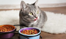 Essential Things To Consider When Choosing Cat Food
