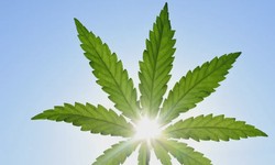 What Services Can I Expect from a Cannabis Advertising and Marketing Agency?