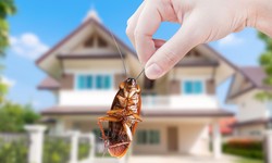 Pest Control Services in Toronto - Why You Need Them!