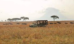 Essential reasons to enjoy family safaris in Africa along with your kids