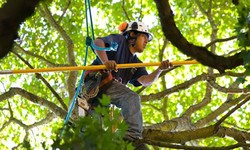 5 Reasons Why It's Not A Good Idea to DIY Tree Removal