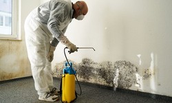 The Benefits of Hiring Mold Removal Services
