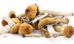 Benefits To Avail When You Buy Organic Mushrooms Wholesale Online