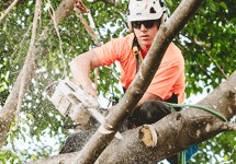 The Main Thing To Look Out For When Hiring A Tree Trimming Service?