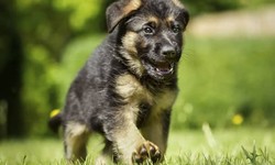 What color are German Shepherd puppies?