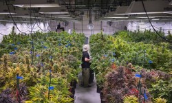 Canada Weed Tours: A New Way To Tour Canada's Marijuana Industry