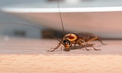 3 Reasons to Hire a Professional Roach and Bug Service