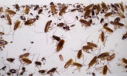6 Benefits of Hiring a Professional Roaches and Bugs Service