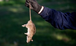The Benefits of Hiring a Professional Rodent Control Service in Toronto