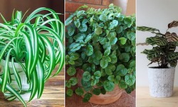 Make Your Space More Wonderful With Low Light Indoor Plants