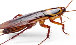 Professional Roaches and Bug Services in Toronto