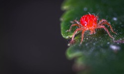 Pest Control Tips for Your Home and Garden